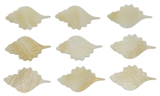 Seashell Sea Shell Glass Precut 90 COE Sea Life Series-