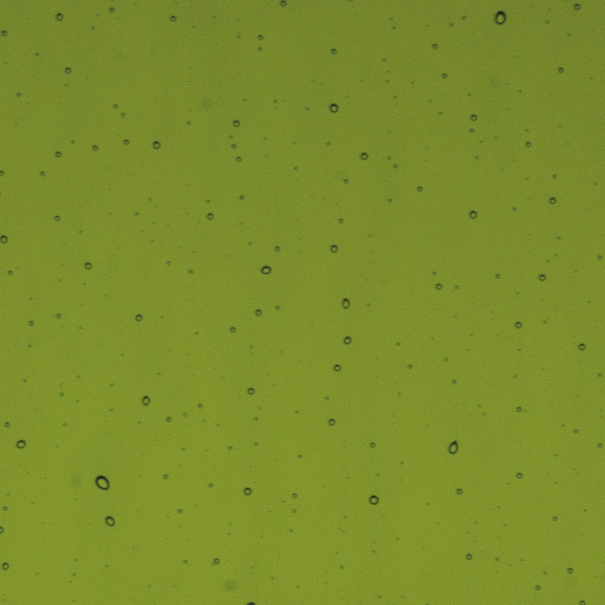 1226 Lily Pad Green Transparent 90 COE Bullseye Fusing Glass Sheet 5x5 inch 3mm 90COE- 